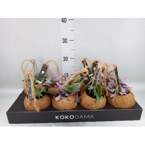 Planten Groen   ...mix  4