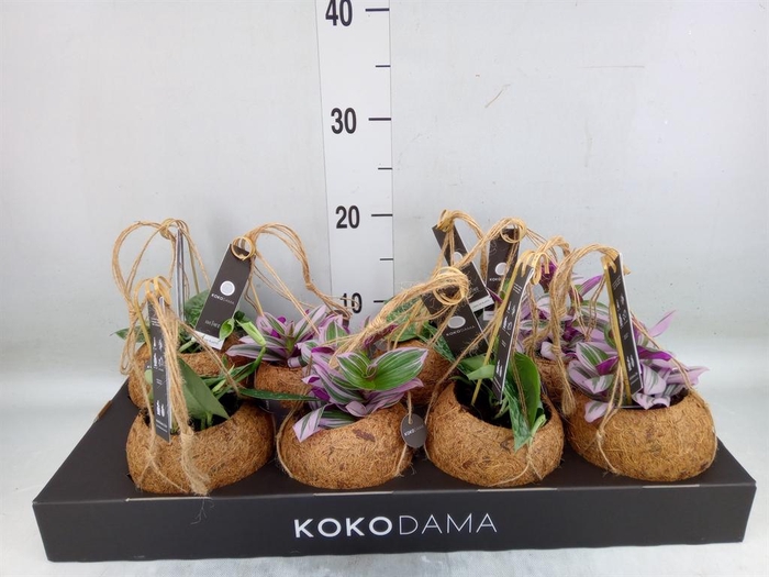 <h4>Planten Groen ...mix 4</h4>