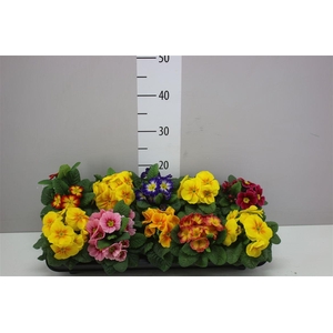 Primula Acaulis Gemengd