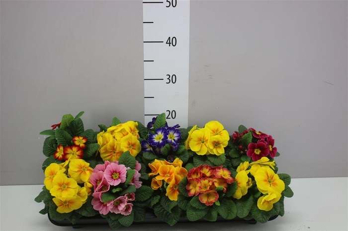 <h4>Primula Acaulis Gemengd</h4>