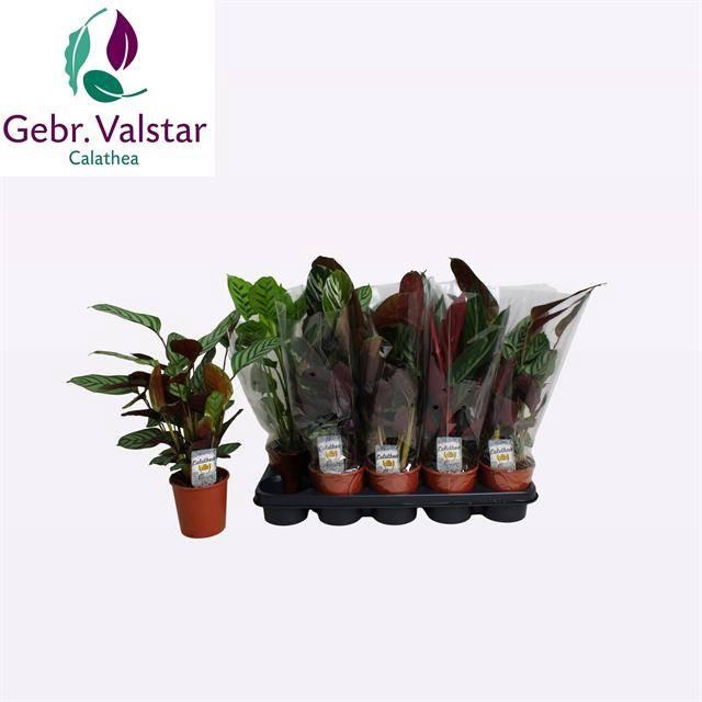 <h4>CALAT GEM 3 SRT</h4>