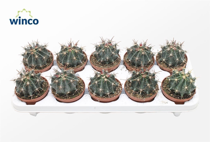 <h4>Ferocactus Horridus</h4>