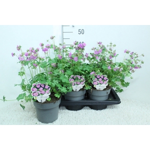 Geranium cantabrig. 'Karmina'