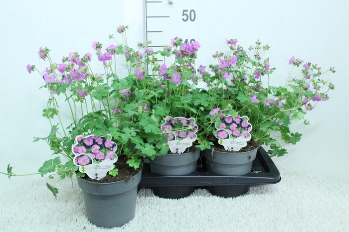 <h4>Geranium cantabrig. 'Karmina'</h4>