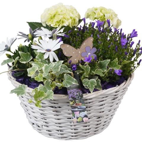 <h4>PTPP6966 Arrangement Patio in rieten mand</h4>