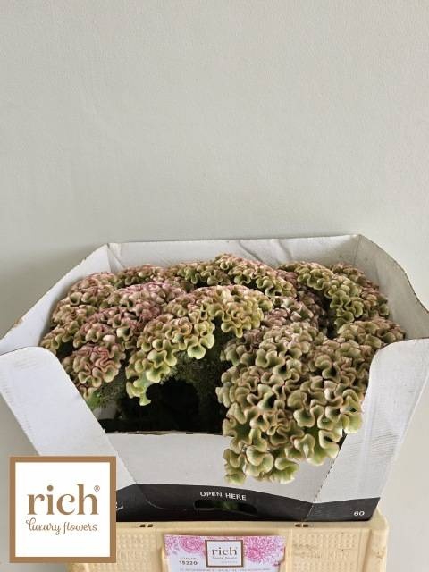 <h4>CEL C MUSE MINT</h4>