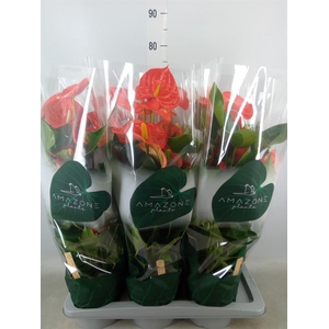 Anthurium andr. 'Florida'