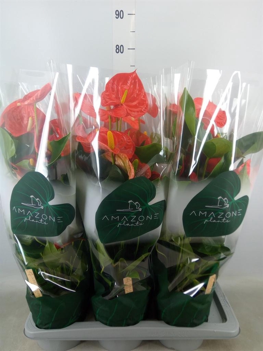 <h4>Anthurium andr. 'Florida'</h4>