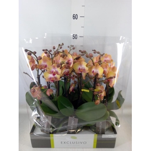 Phalaenopsis multi.   ...orange