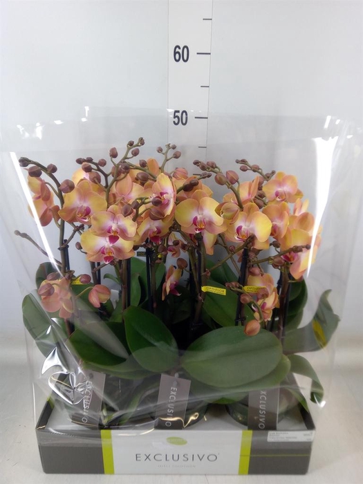 <h4>Phalaenopsis multi.   ...orange</h4>