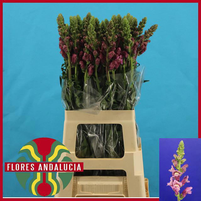 <h4>ANTIR POTO LAVEND</h4>