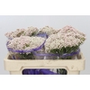 Ozothamnus Cooks Pink