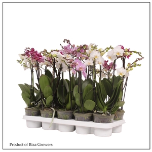 PHAL MF GEM 3 KL
