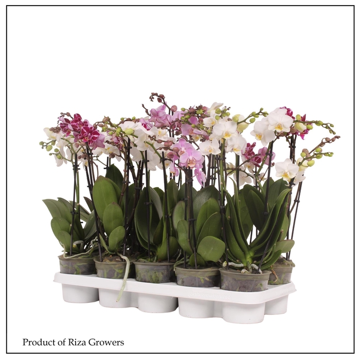 <h4>PHAL MF GEM 3 KL</h4>