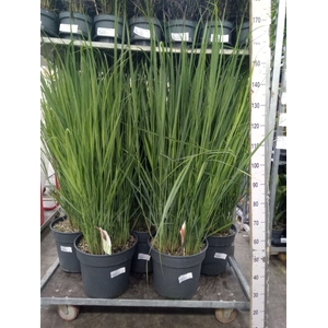 Panicum virgatum