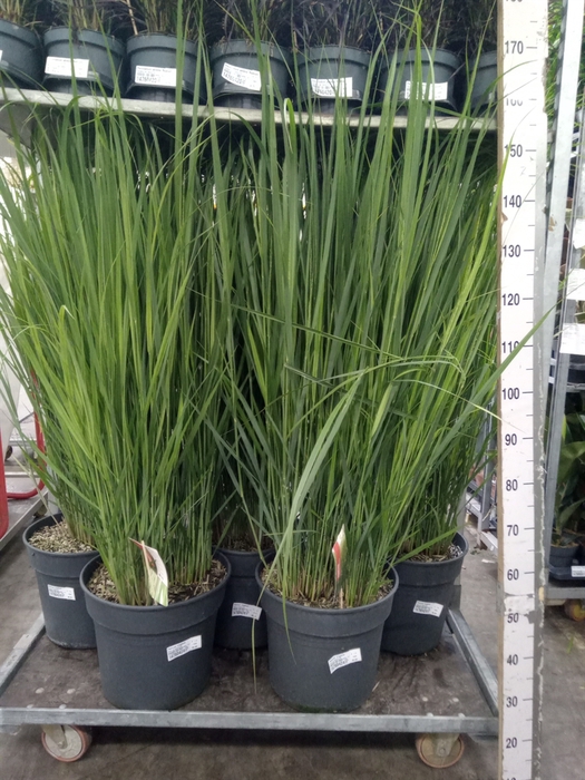 <h4>Panicum virgatum</h4>