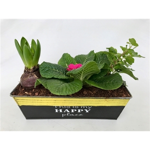 Primula Happy Zink rechthoek Prim + Hyacint + Hedera