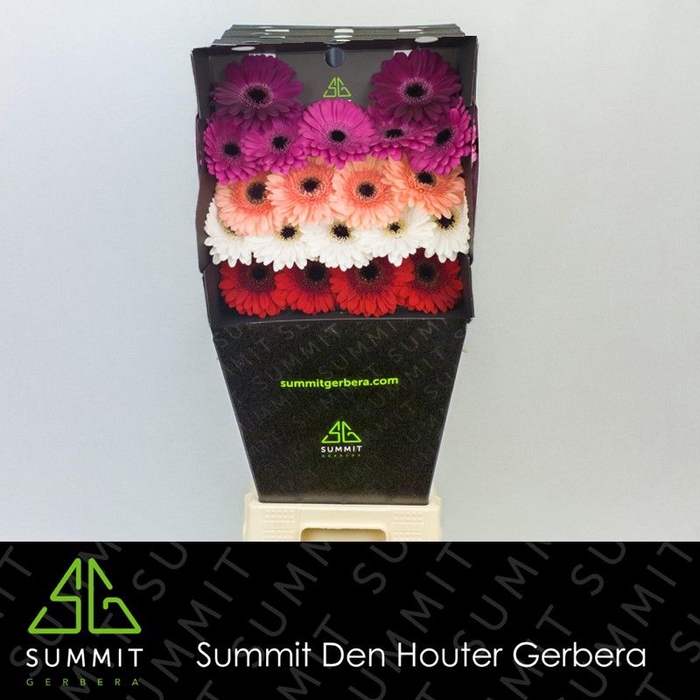 <h4>Germini Mix Winter Diamond</h4>