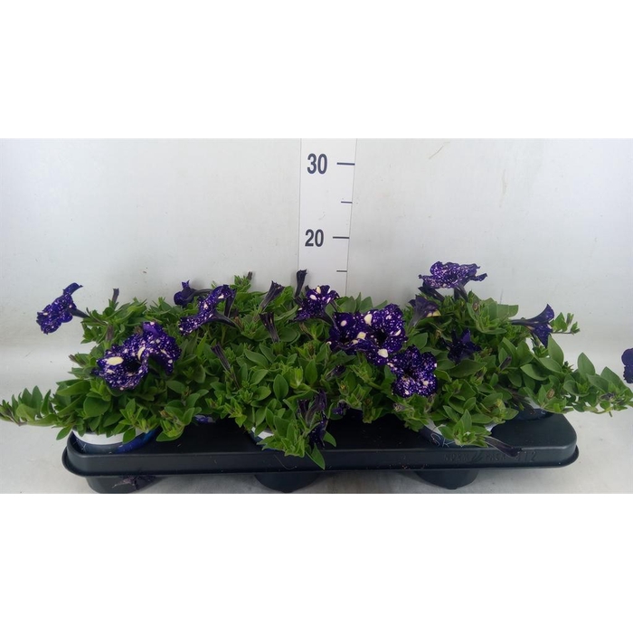 <h4>Petunia   ...mix</h4>