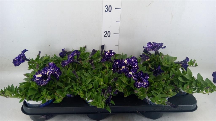 <h4>Petunia   ...mix</h4>