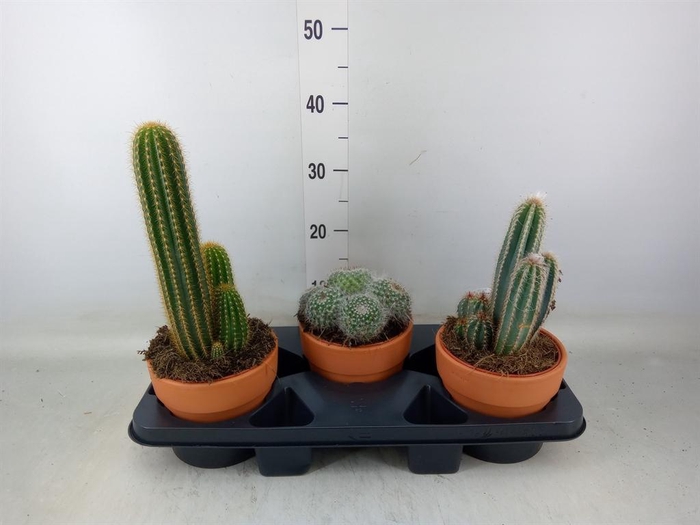 <h4>Cactus   ...mix</h4>