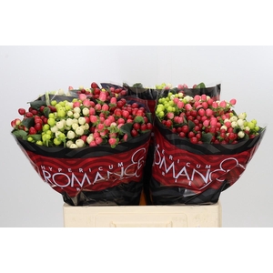 Hypericum Rainbow Romance