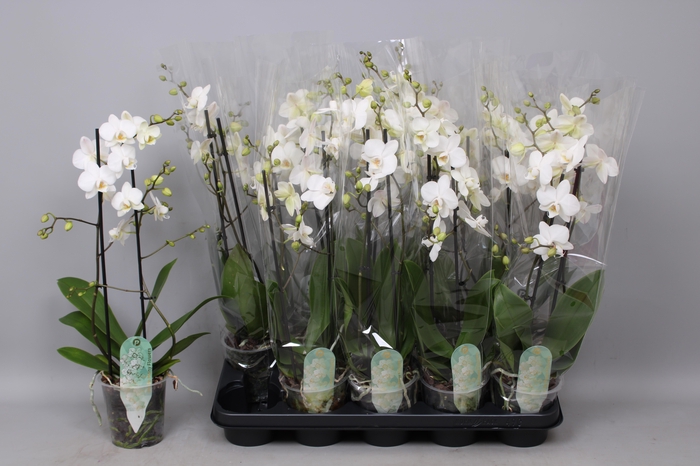 <h4>PHAL MF AN VENICE</h4>