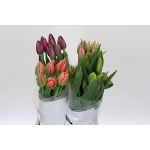 Tulipa (Frans) mix in blik