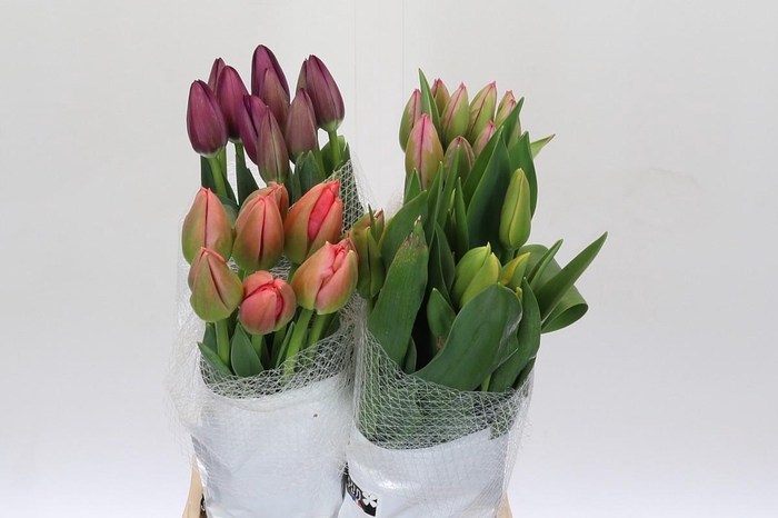 <h4>Tulipa (frans) Mix In Blik</h4>