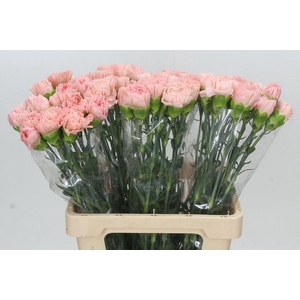 Dianthus St Lege Marrone