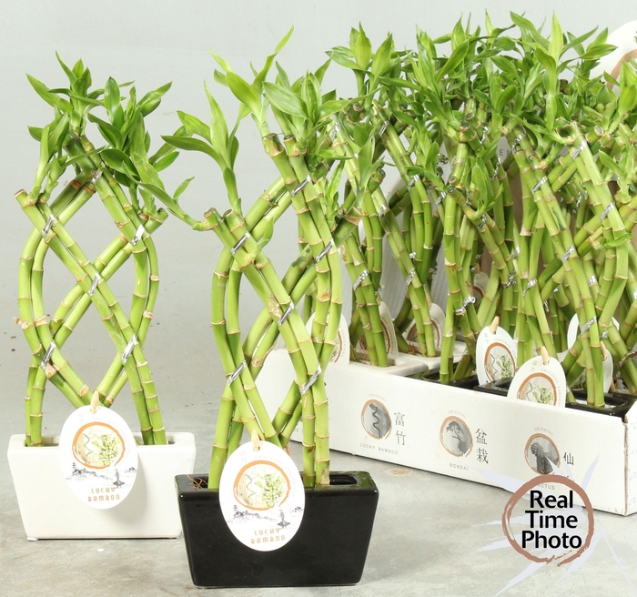 <h4>DRA LUCKY BAMBOO</h4>