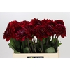 Dahlia Red Runner