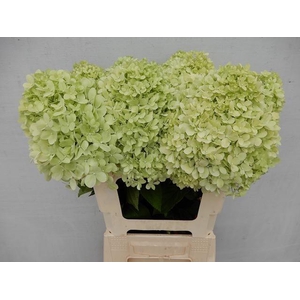 Hydr Pa Limelight