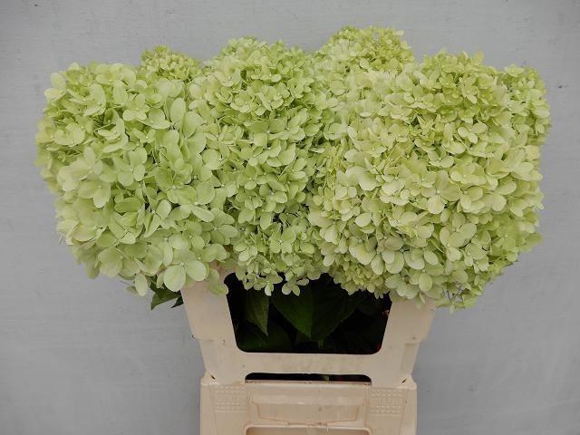 <h4>Hydr Pa Limelight</h4>