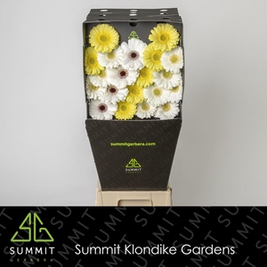 Germini Mix Dream White Snow Diamond
