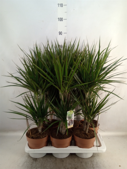 <h4>Dracaena marg.</h4>