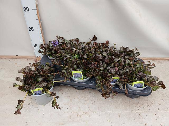 <h4>Ajuga Feathered Friends Noble Nightingale</h4>
