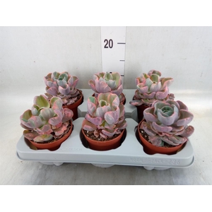 Echeveria   ...
