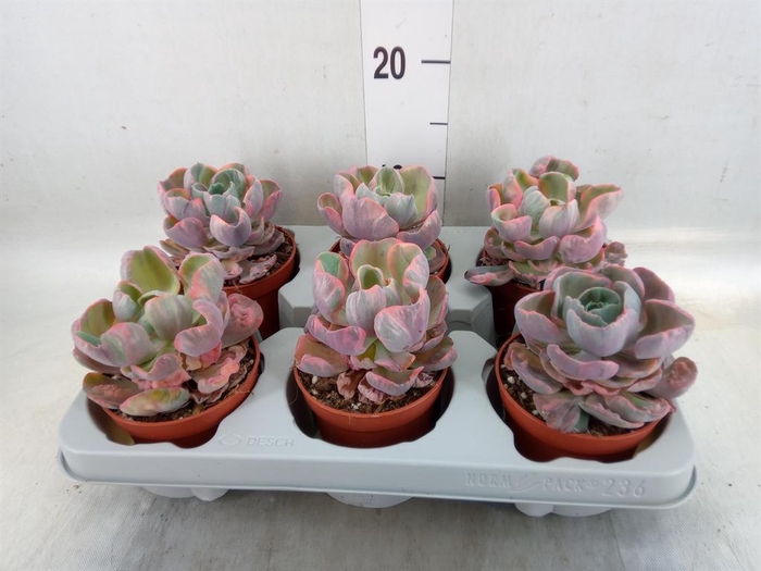<h4>Echeveria   ...</h4>