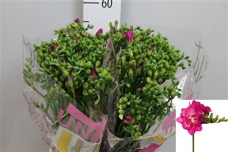 <h4>Fr Du Purple Rain</h4>