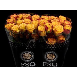 R Gr High & Yellow Magic