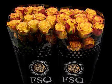 <h4>R Gr High & Yellow Magic</h4>