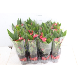 ANTHURIUM MINI MILLION FLOWERS P09