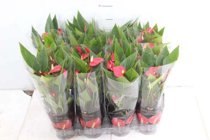 ANTHURIUM MINI MILLION FLOWERS P09