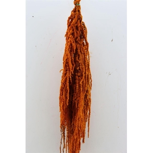 Pres Amaranthus Caud Cognac Bunch