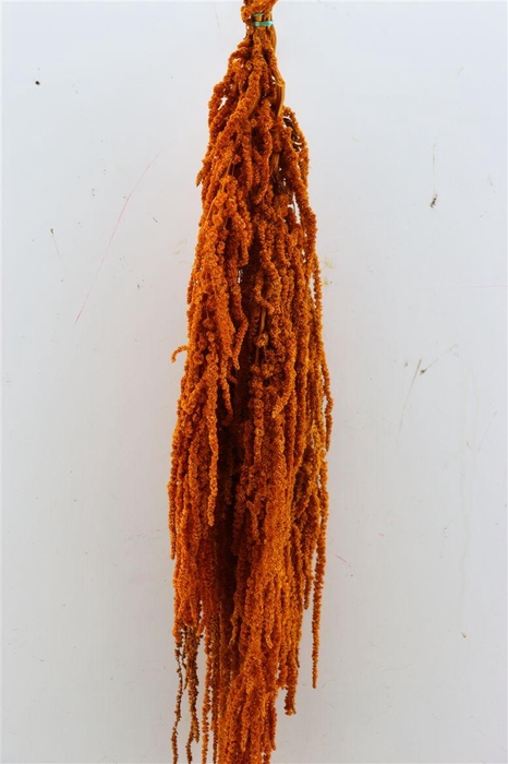 <h4>Pres Amaranthus Caud Cognac Bunch</h4>