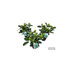 Aucuba japonica 'Rozannie' 2 jarig