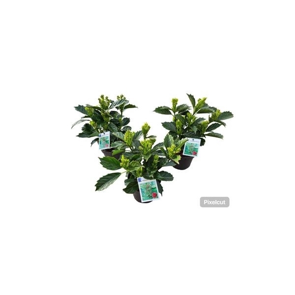 <h4>Aucuba japonica 'Rozannie' 2 jarig</h4>