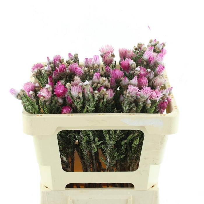 <h4>KAAPS GROEN</h4>