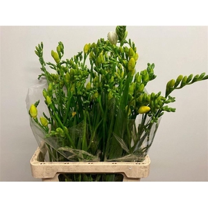 FREESIA ENK VALERIE 40 GR.